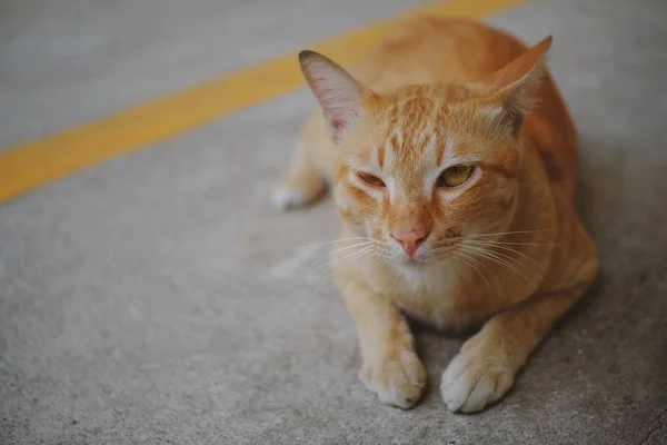 Seekor Kucing Duduk Lantai Beton — Stok Foto