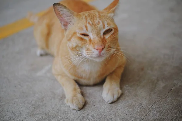 Μια Γάτα Που Κάθεται Στο Τσιμεντένιο Πάτωμα — Φωτογραφία Αρχείου