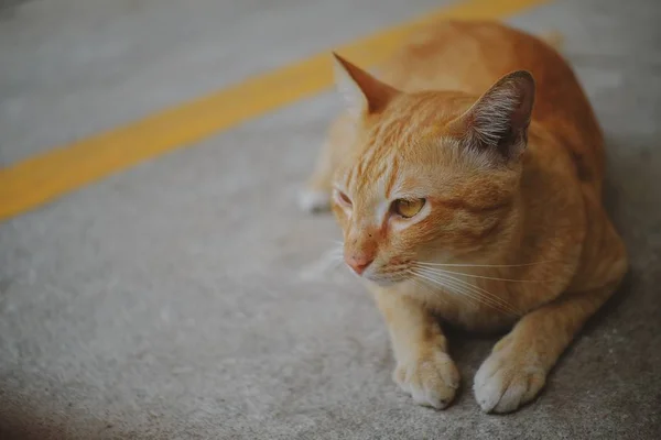 Seekor Kucing Duduk Lantai Beton — Stok Foto