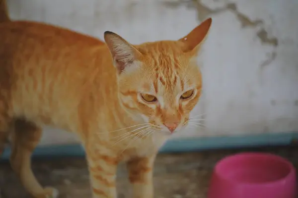 Gato Sentado Chão Concreto — Fotografia de Stock