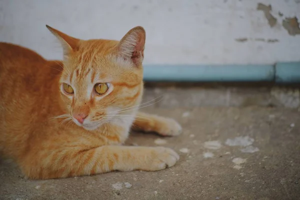 콘크리트 바닥에 앉아있는 고양이 — 스톡 사진