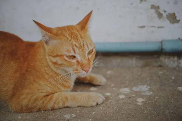 콘크리트 바닥에 앉아있는 고양이 — 스톡 사진