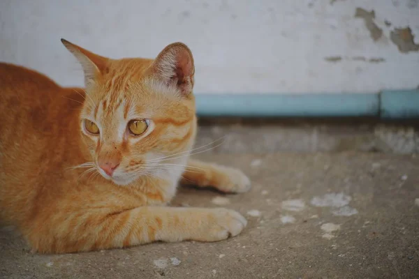 Seekor Kucing Duduk Lantai Beton — Stok Foto