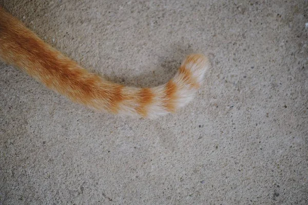 Cat Sitting Concrete Floor — Stock Photo, Image