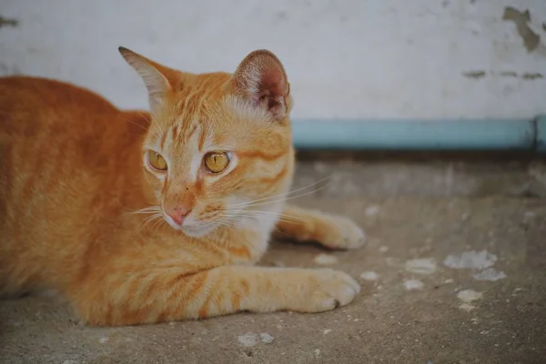 Een Kat Zittend Betonnen Vloer — Stockfoto