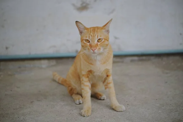 Gatto Seduto Sul Pavimento Cemento — Foto Stock