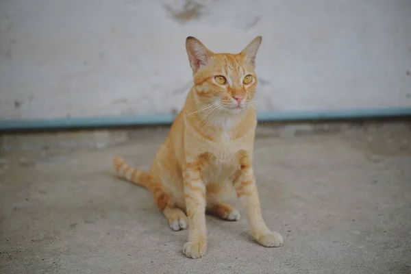 Eine Katze Sitzt Auf Dem Betonboden — Stockfoto