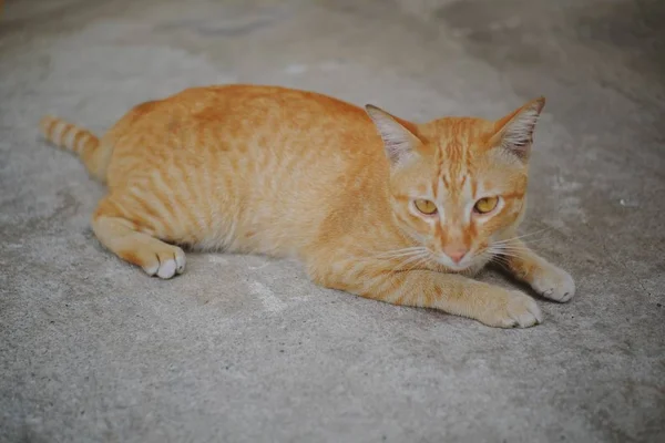 コンクリートの床に座っている猫 — ストック写真