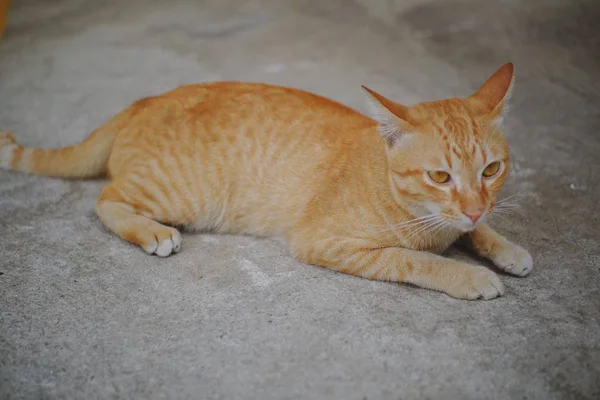 Eine Katze Sitzt Auf Dem Betonboden — Stockfoto