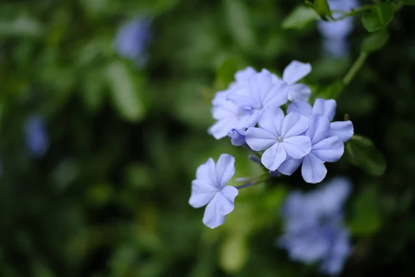 Mooie Paarse Bloemen Bloeien Tuin — Stockfoto