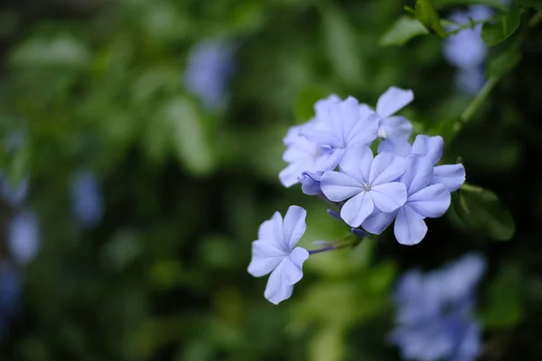 Mooie Paarse Bloemen Bloeien Tuin — Stockfoto