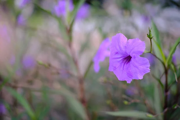 Mooie Paarse Bloemen Bloeien Tuin — Stockfoto