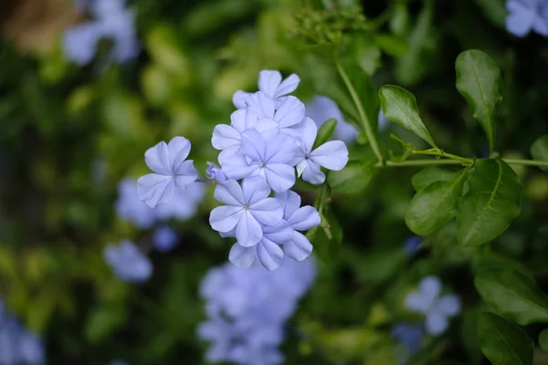 Mooie Paarse Bloemen Bloeien Tuin — Stockfoto