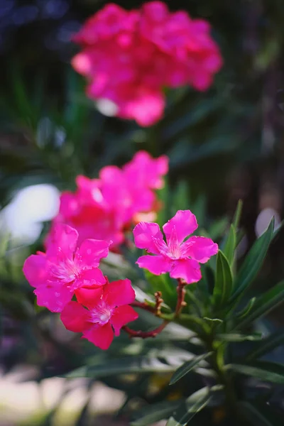 Indah Bunga Merah Muda Mekar Taman — Stok Foto