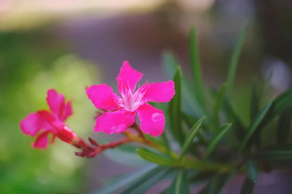 Indah Bunga Merah Muda Mekar Taman — Stok Foto