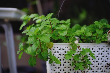 Bahçede asılı dekoratif bitkiler