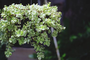 Bahçede asılı dekoratif bitkiler