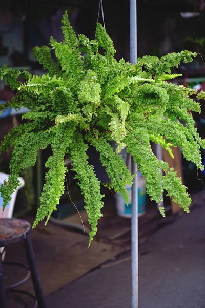 Decorative plants hanging in the garden