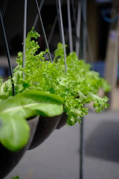 Green leafy vegetables in a basket