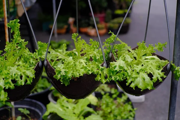 Groene Bladgroenten Een Mandje Stockafbeelding