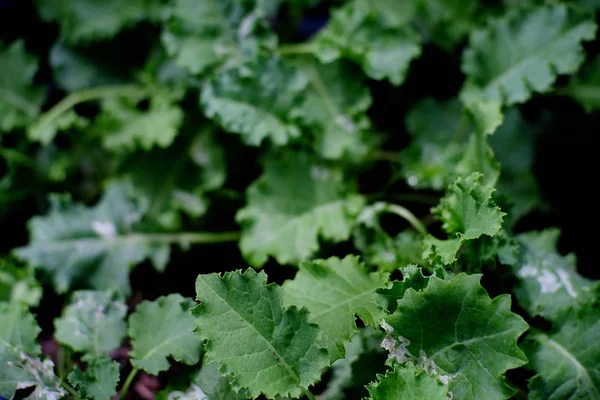 Fresh Green Lettuce Planted Pot Front House — Stock Photo, Image