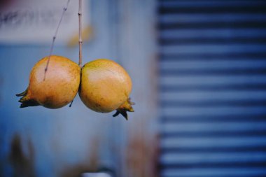 Bahçedeki ağaçta taze nar