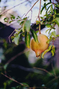 Bahçedeki ağaçta taze nar