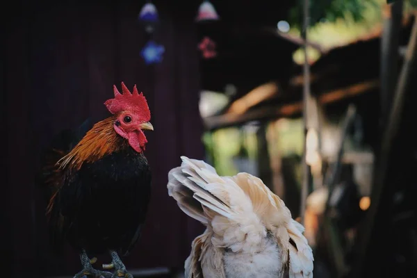 Belle Mignonne Poulet Dans Ferme Sur Jardin — Photo