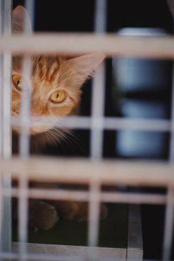 Kafesteki kameraya bakan turuncu bir kedi. 