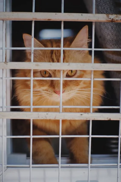 Gato Laranja Olhando Para Câmera Gaiola — Fotografia de Stock