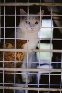 Kafesteki kameraya bakan beyaz bir kedi. 