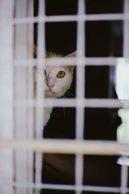 Kafesteki kameraya bakan beyaz bir kedi. 