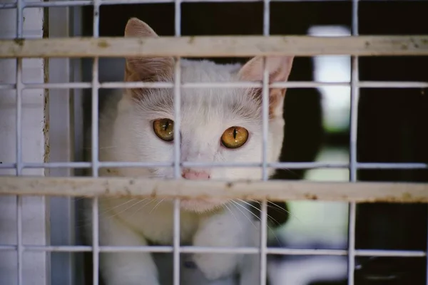 Seekor Kucing Putih Melihat Kamera Kandang Stok Foto Bebas Royalti