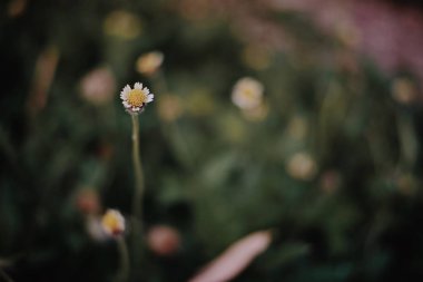 Çayırda açan beyaz çimen çiçekleri 