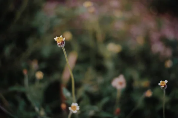 Iarbă Albă Flori Înflorind Pajiște — Fotografie, imagine de stoc
