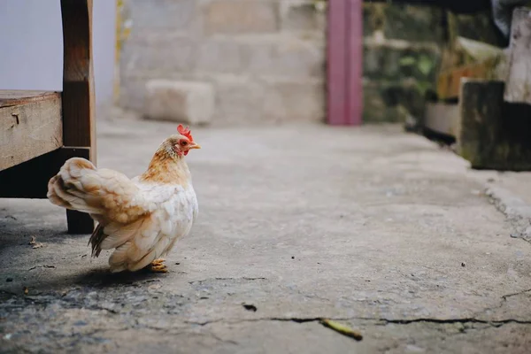 Weiße Henne Der Hühnerfarm — Stockfoto