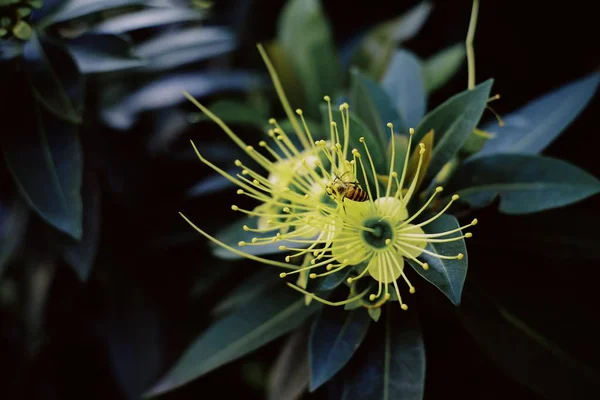 Yağmur Ormanlarında Açan Sarı Kır Çiçeğinin Üzerindeki Bir Arı — Stok fotoğraf