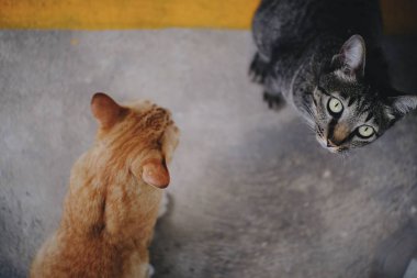 Beton zemindeki kameraya bakan bir kedi. 