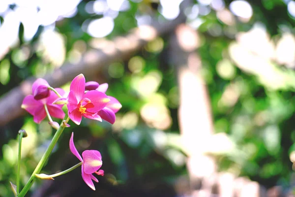 Krásné Růžové Orchidej Květiny Kvetoucí Zahradě — Stock fotografie