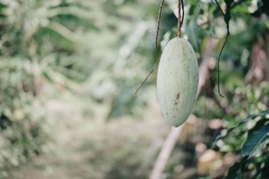 Arka bahçedeki ağaçta asılı taze mango meyvesi 