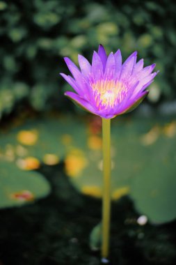 Bahçede çiçek açan güzel mor nilüfer çiçeği. 