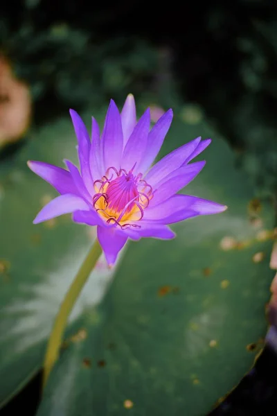 Vacker Lila Lotus Blomma Blommar Trädgården — Stockfoto