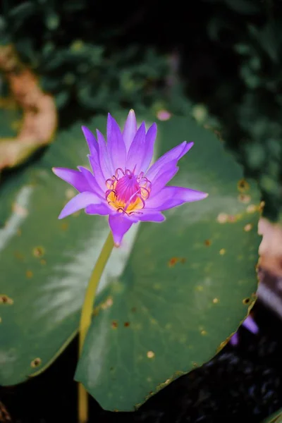 Beautiful Purple Lotus Flower Blossoming Garden — Stock Photo, Image