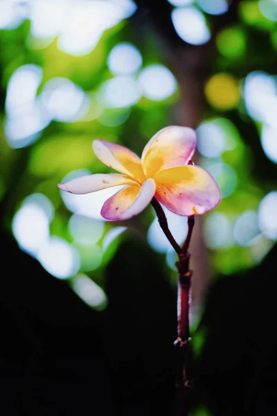 Flor Plumeria Floreciendo Jardín — Foto de Stock