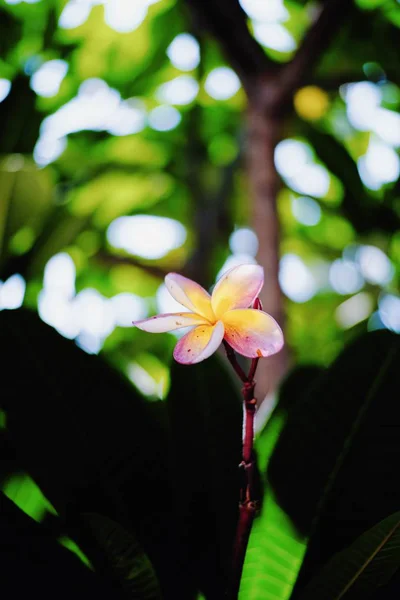 庭に咲くプルメリアの花 — ストック写真