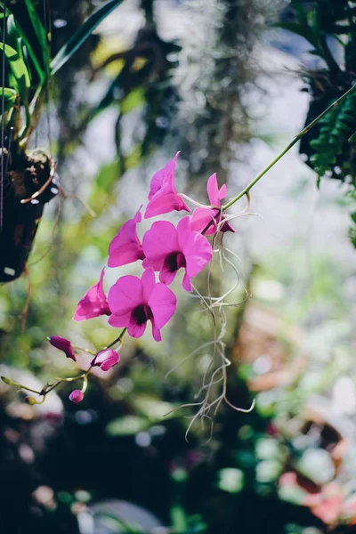 Bahçede Açan Güzel Pembe Orkide — Stok fotoğraf