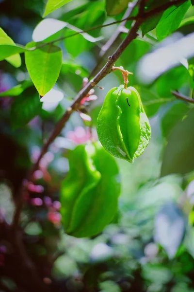 Apel Bintang Segar Pohon Halaman Belakang — Stok Foto