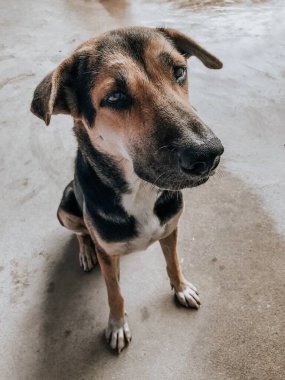 Kahverengi köpek bir kamera arıyor.