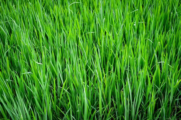 Green Rice Plant Planting Area — Stock Photo, Image