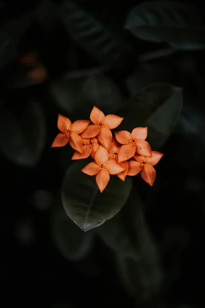 Flores Laranja Agulha Florescendo Jardim — Fotografia de Stock